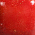
  EMAIL FAIENCE MAYCO JUNGLE GEMS - FIRECRACKER - 118 ml - Emaux liquides faïence MAYCO JUNGLE GEMS™ CRYSTAL GLAZE 1000°C - 1040°C - Cigale et Fourmi