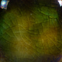 
  EMAIL FAIENCE MAYCO JUNGLE GEMS - WOODLAND FANTASY - 473 ml - Emaux liquides faïence MAYCO JUNGLE GEMS™ CRYSTAL GLAZE 1000°C - 1040°C - Cigale et Fourmi