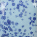 
  EMAIL BRILLANT MAYCO STROKE & COAT SPECKLED - MY BLUE HEAVEN - 236 ml - Série Mayco SPECKLED STROKE & COAT® - Cigale et Fourmi