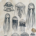 
  PAPIER TRANSFERT - MEDUSE - Papiers transfert - Cigale et Fourmi