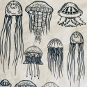 
  PAPIER TRANSFERT - MEDUSE - Papiers transfert - Cigale et Fourmi
