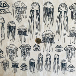 PAPIER TRANSFERT - MEDUSE