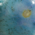 
  EMAIL FAIENCE MAYCO JUNGLE GEMS - TAHITI GRAPE - 473 ml - Emaux liquides faïence MAYCO JUNGLE GEMS™ CRYSTAL GLAZE 1000°C - 1040°C - Cigale et Fourmi