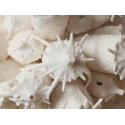 
  PORCELAINE PAPER CLAY SCARVA  ES600 - SAC 5 Kg - paper clay - Cigale et Fourmi
  