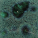 
  EMAIL FAIENCE MAYCO JUNGLE GEMS - PEACOOK GREEN - 118 ml - Emaux liquides faïence MAYCO JUNGLE GEMS™ CRYSTAL GLAZE 1000°C - 1040°C - Cigale et Fourmi