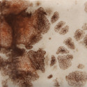 
  EMAIL FAIENCE MAYCO JUNGLE GEMS - YADRO PRINT- 118 ml - Emaux liquides faïence MAYCO JUNGLE GEMS™ CRYSTAL GLAZE 1000°C - 1040°C - Cigale et Fourmi