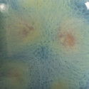 
  EMAIL FAIENCE MAYCO JUNGLE GEMS - BLUE AZURE - 118 ml - Emaux liquides faïence MAYCO JUNGLE GEMS™ CRYSTAL GLAZE 1000°C - 1040°C - Cigale et Fourmi